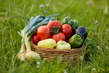 Various vegetables in a basket