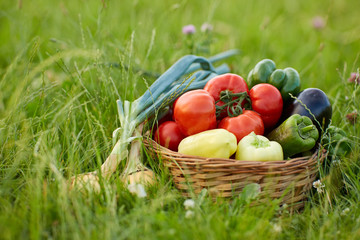 Various vegetables in a basket