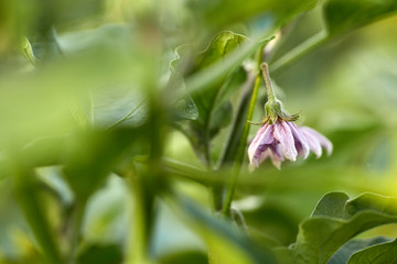 Eggplant flower closeup