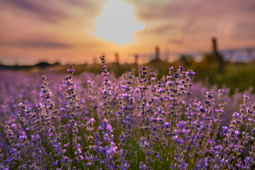 Fototapeta premium Lavender field at sunset