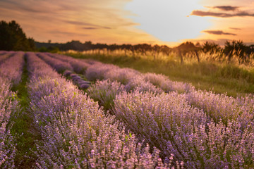 Fototapeta na wymiar Lavender field at sunset