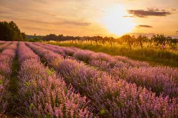 Plakat Lavender field at sunset