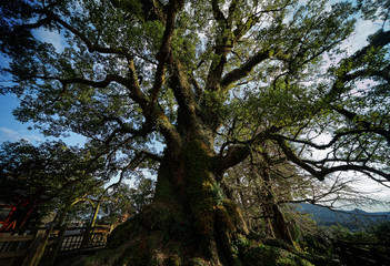 蒲生の大楠/ 日本一の巨樹・国特別天然記念物