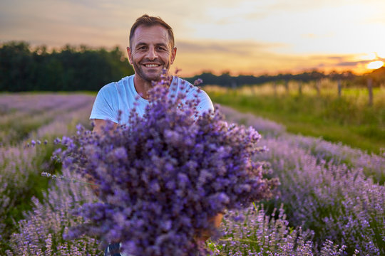 Farmer Harvesting Lavender