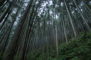 朝霧の中で