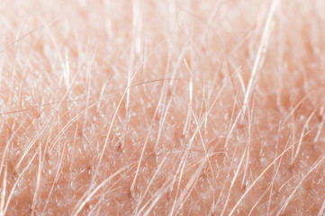 Hair with skin on a human hand close-up, macro shot