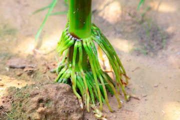 Corn root system