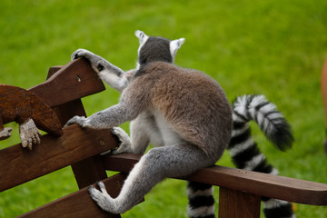 cool young lemur sitting on a bench