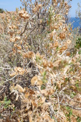 flowers in the forest