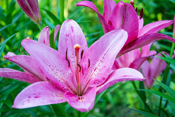 Summer flower background. Beautiful Lilium flower photos outdoors.