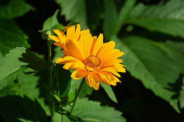 Photo of beautiful summer flower. Background of flower in summer garden.