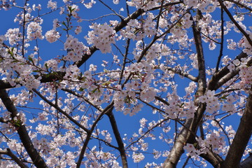 桜