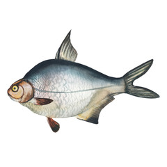 Fish bream.Watercolor painting. Handmade drawing. Isolated on white