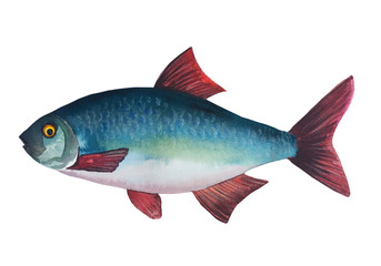 Rutilus rutilus. isolated on white background. Watercolor  painting. Handmade drawing. Isolated on white