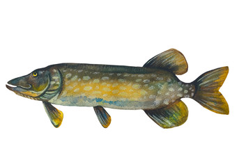 Fish pike.Watercolor painting. Handmade drawing. Isolated on white