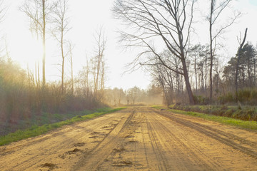 Naklejka premium Straight rural pathway with green plants and tree on both the side against blue sky