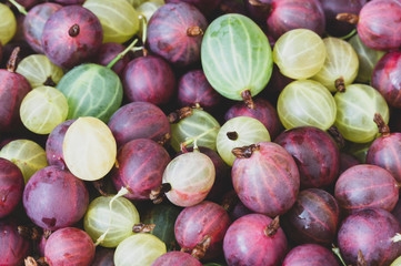 gooseberry. Texture of ripe juicy red and yellow gooseberries, macro close-up view from above