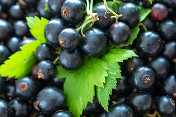 black currant, close-up, summer harvest, berries and black currant leaf macro shooting