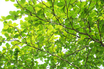 Green leaf tree Branching out from the trunk. Lush, natural beauty