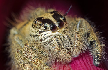 Macro Photo of Jumping Spider on Red Leaf