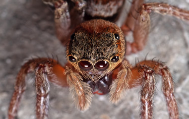 Macro Photo of Jumping Spider Isolated on The Wall