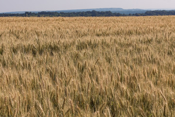 Wheat fields. Ripe wheat. It's time for harvesting.