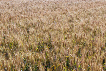 Wheat fields. Ripe wheat. It's time for harvesting.
