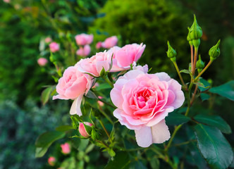 Beautiful pink roses Bonica in the garden. Perfect for background of greeting cards for birthday, Valentine's Day and Mother's Day