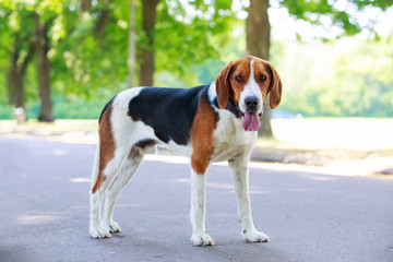 The dog breed American Foxhound - obrazy, fototapety, plakaty