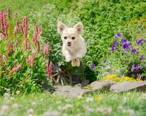 Cream white colored Chihuahua running fast, jumping and flying in a flowering garden, a frontal view of a happy little dog