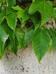 Grape leaves on a stone background for different design