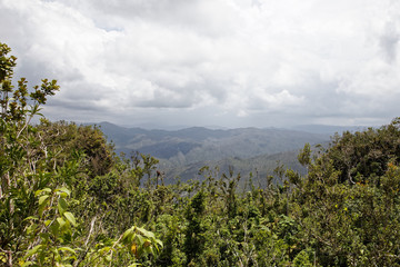 Tropical Vegetation and Distant Atlantic Ocean Coastline Horizon Landscape from summit of El Yunque...