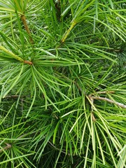 Green branch of pine for a diverse background