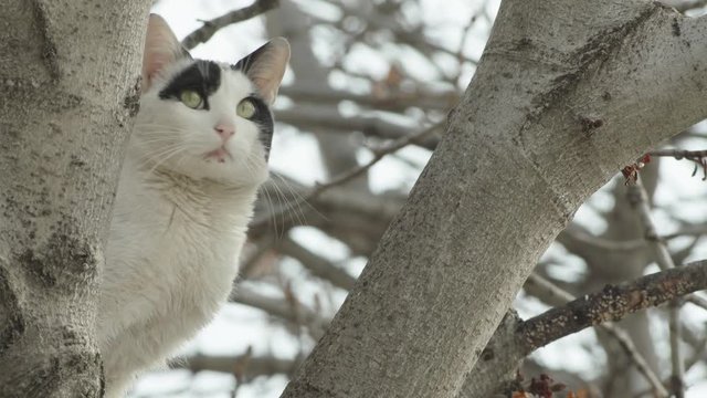 Adorable domestic cat between tree branches curiously looking around