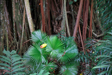 Tropische Pflanzen in einem Garten, Seychellen, Afrika