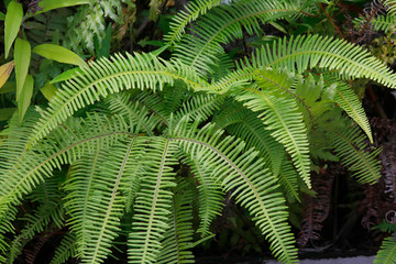 Farn Pflanze in den Tropen, Seychellen, Afrika