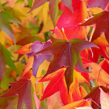 Herbstf&auml;rbung vom Amerikanischen Amberbaum, Liquidambar styraciflua