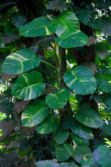 Fensterblatt (Monstera deliciosa) Rankgewächs