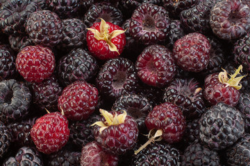 Cumberland fruit closeup background