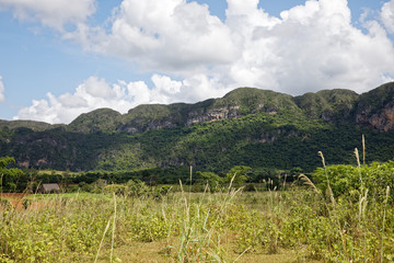 Fototapeta na wymiar Vinales, Cuba - July 28, 2018: Vinales Valley National Park with tobacco farms, fields, plantations, hills, cows, beautiful Cuban nature and tropical vegetation in Vinales