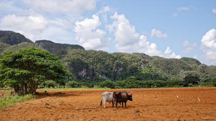 Obraz premium Vinales, Cuba - July 28, 2018: View of Cuban landscape in Vinales Valley National Park with tobacco farms, fields, plantations, hills, cows, beautiful Cuban nature and tropical vegetation in Vinales
