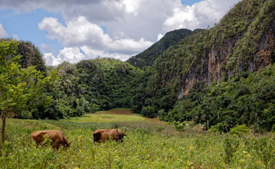 Fototapeta na wymiar Stunning view of Cuban landscape in Vinales Valley National Park