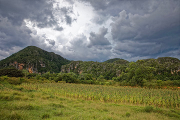 Obraz premium Vinales, Cuba - July 28, 2018: Stunning view of Cuban landscape in Vinales Valley National Park with tobacco farms