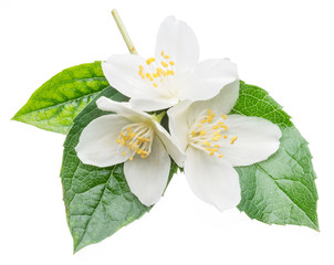 Blooming jasmine flowers isolated on white.