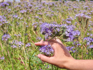 Female arm with blossom of phacelia flowers in hand.