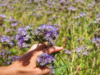 Female arm with blossom of phacelia flowers in hand.