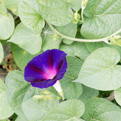 Ipomée grandiflora bleu nuit pourpré ou violette à gorge rose (Ipomoea purpurea...
