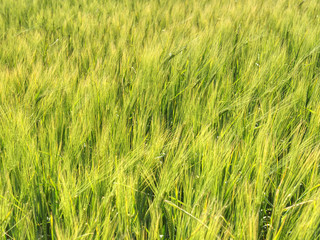 Barley field on the bright summer day.  Detailed view