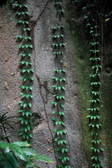 Kletterpflanzen im tropischen Regenwald, Seychellen, Afrika