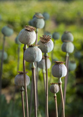 Group of poppy dry seed pods